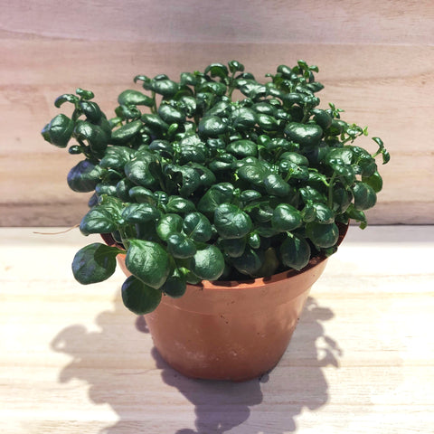 Bubble Plant