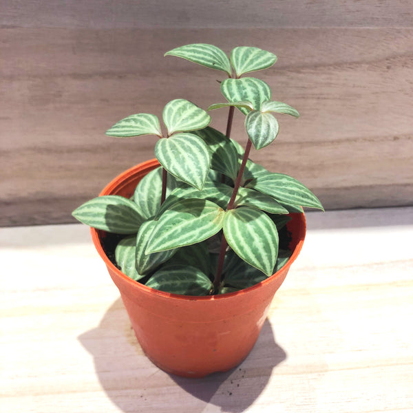 Peperomia Puteolata