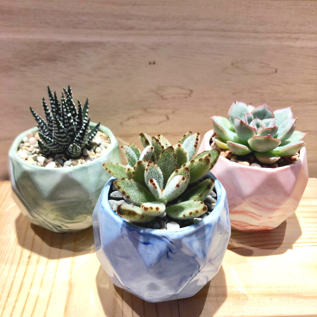 marble succulent pots Succulent in Ceramic Marble Veined Pot by Lush Glass Door