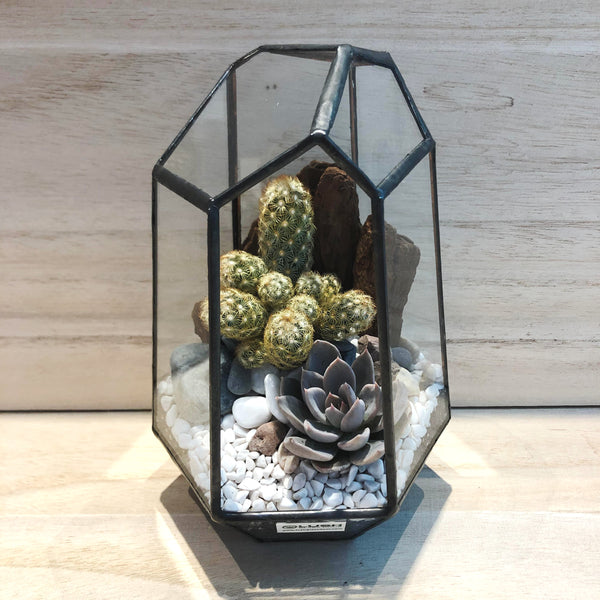 Lawson Succulents Arrangement in Diamond Shape Geometric Terrarium