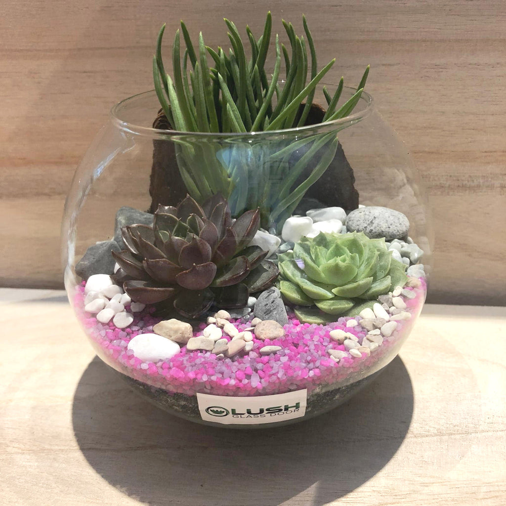 succulent dome Cherry Succulent Bowl Terrarium Created by Lush Glass Door, Singapore's Terrarium One Stop Online Shop