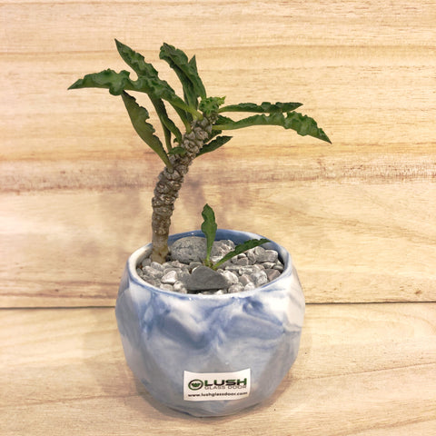 Special Collection! Coconut Tree Like Succulent in Ceramic Marble Veined Pot