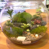 Dru Holland Moss Terrarium Centerpiece