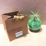 Cute Airplant with Assorted Colored Sand