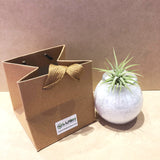 Cute Airplant with White Colored Sand by Lush Glass Door Singapore