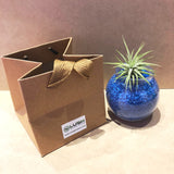 Cute Airplant with Assorted Colored Sand