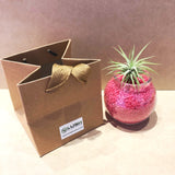 Cute Airplant with Assorted Colored Sand