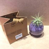 Cute Airplant with Assorted Colored Sand