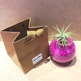 Cute Airplant with Assorted Colored Sand