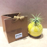 Cute Airplant with Assorted Colored Sand
