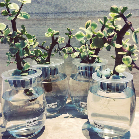 Water Rooting Succulent Vase