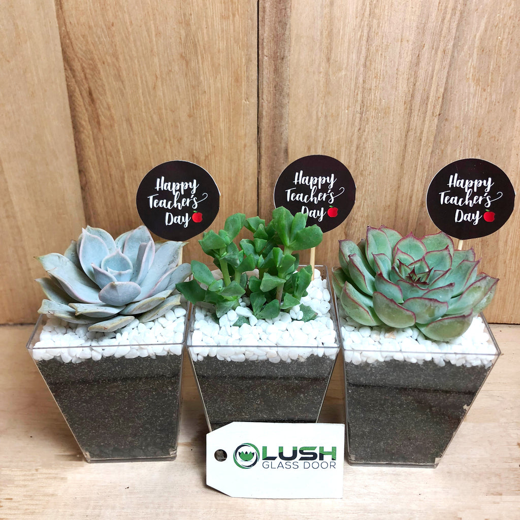 succulents in square pots Mini Succulents in Square Pot Created by Lush Glass Door, Singapore's Terrarium One Stop Online Shop