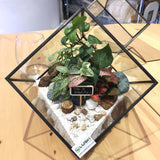 Customized Life Is Beautiful Garden Themed Tropical Fittonias & Pilea Square Geometric Terrarium by Lush Glass Door Singapore