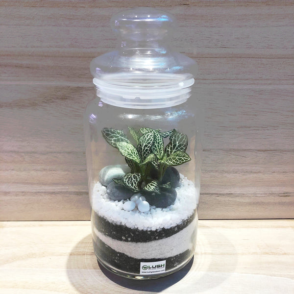 Customized Eustace Sand Layering Fittonia Story Jar Terrarium by Lush Glass Door Singapore