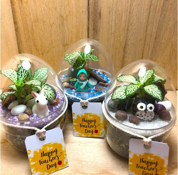 Teacher's Day Mini Egg Shaped Terrarium