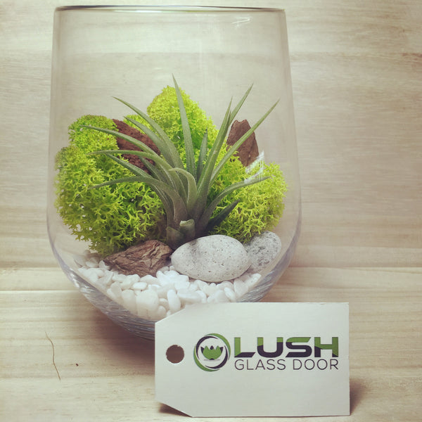 Customized Air plant Terrarium by Lush Glass Door Singapore