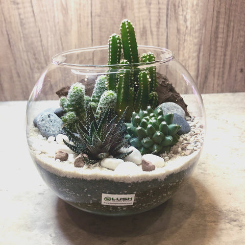 Summers Cactus & Succulent Bowl Terrarium