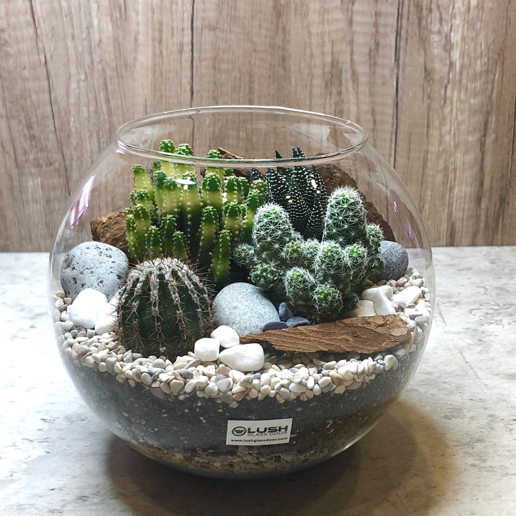 cactus and succulent terrarium Corrigan Cactus & Succulent Bowl Terrarium Created by Lush Glass Door, Singapore's Terrarium One Stop Online Shop
