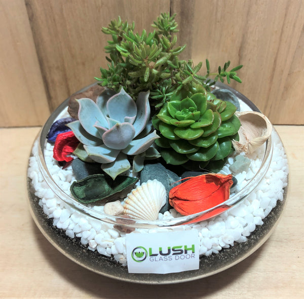 Customized Amya Succulents Arrangement Mid Range Terrarium by Lush Glass Door Singapore