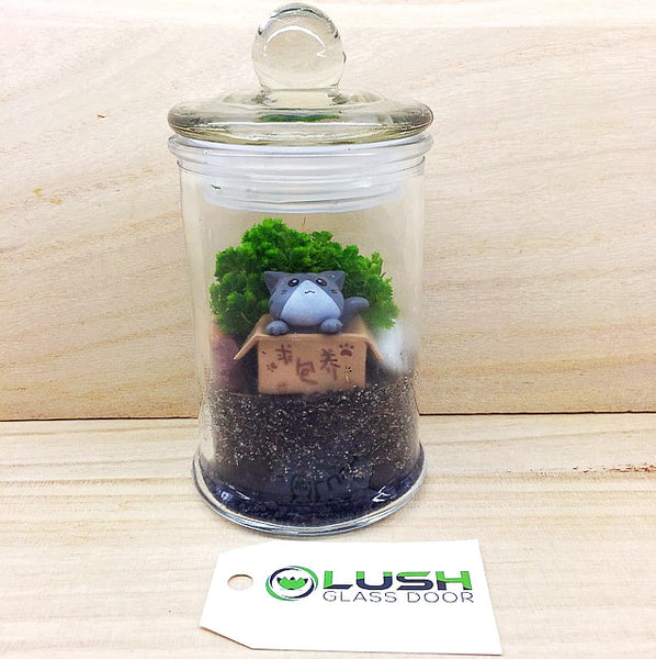 Teacher's Day Special! Grey Cat in Box Themed Live Moss in Mini Glass Jar Terrarium by Lush Glass Door