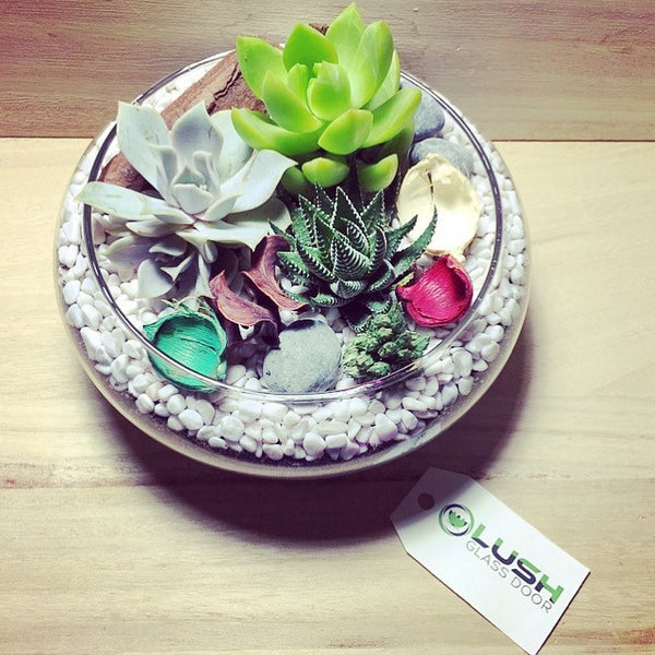 Customized Lovely Succulents Arrangement Mid Range Terrarium by Lush Glass Door Singapore