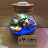 Fittonia Closed Terrarium with LED Light DIY Kits | Fun DIY Activity for Kids/ Staff (Personalised with Individual Names) (10 units)