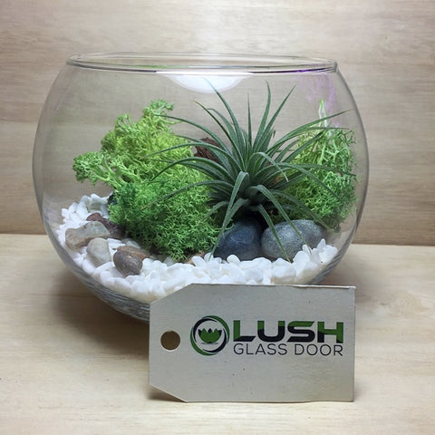 Customized Airplant Lush Green Themed Terrarium by Lush Glass Door Singapore