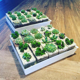 Mini Succulents in Square Pot by Lush Glass Door Singapore