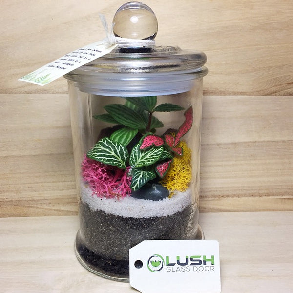 Customized Xanthos Fittonia & Pilea Story Jar Terrarium by Lush Glass Door Singapore