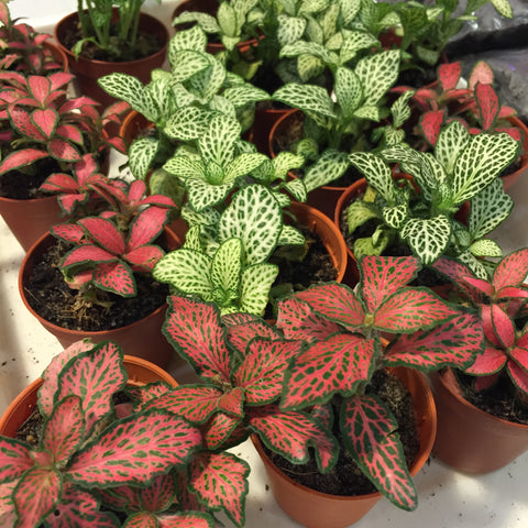 Assorted Mini Fittonia available at Lush Glass Door
