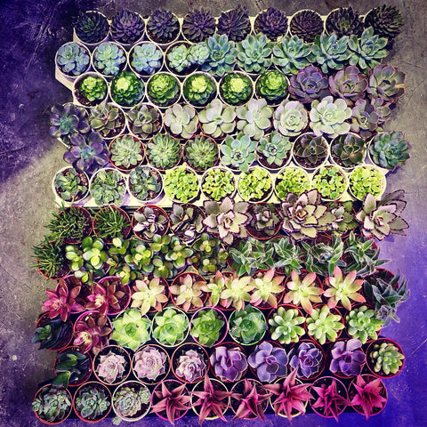 Assorted Mini Succulents or Cactus Breeds available at Lush Glass Door