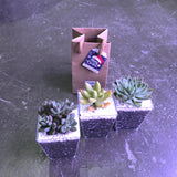 Mini Succulents in Square Pot