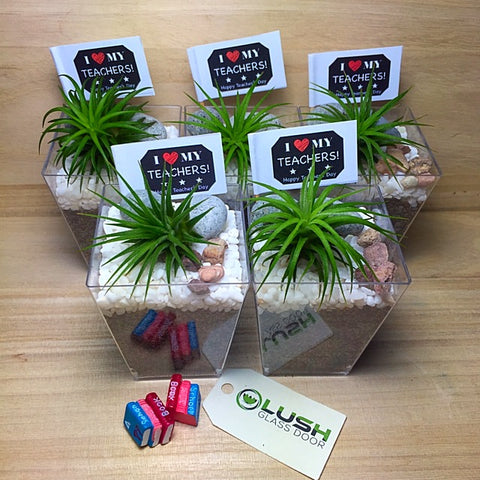 Mini Airplant in Square Pot by Lush Glass Door Singapore