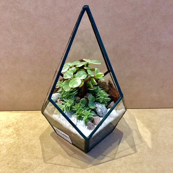 Tyrese Succulents Arrangement in Teardrop Geometric Terrarium