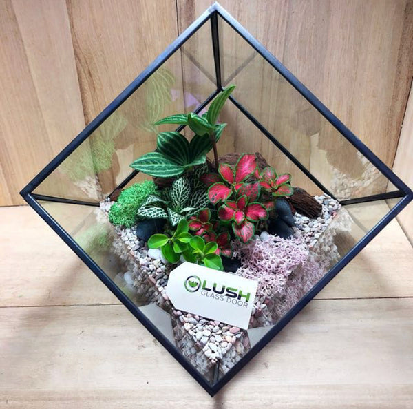 Customized Fanny Garden Themed Tropical Fittonias & Pilea Square Geometric Terrarium by Lush Glass Door Singapore