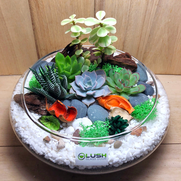 Customized Lovely Jurissa Succulents Arrangement Mid Range Terrarium by Lush Glass Door Singapore