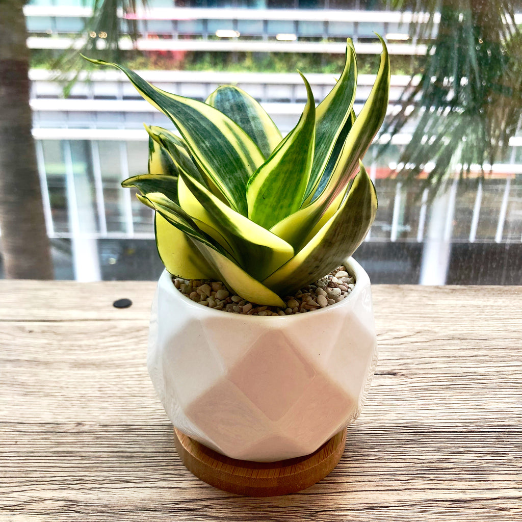sansevieria singapore Sansevieria aka Snake Plant in Ceramic Pot by Lush Glass Door