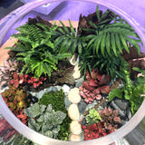 Neve Rainforest Terrarium Centerpiece by Lush Glass Door