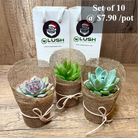 Mini Succulents in Burlap