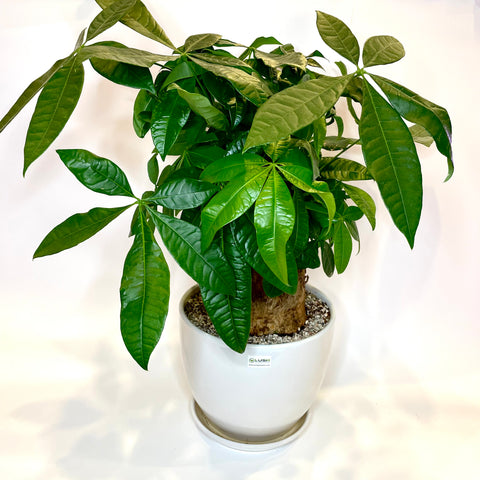Pachira Money Plant in Ceramic White Pot (XL)