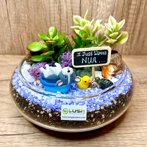 I Just Wanna Nua Themed Succulents Mid Range Terrarium