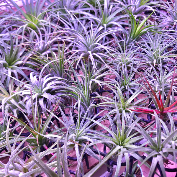 Assorted Airplant