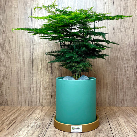 Asparagus Fern in Ceramic Marble Veined Tall Pot