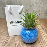 Cute Airplant with Assorted Colored Sand