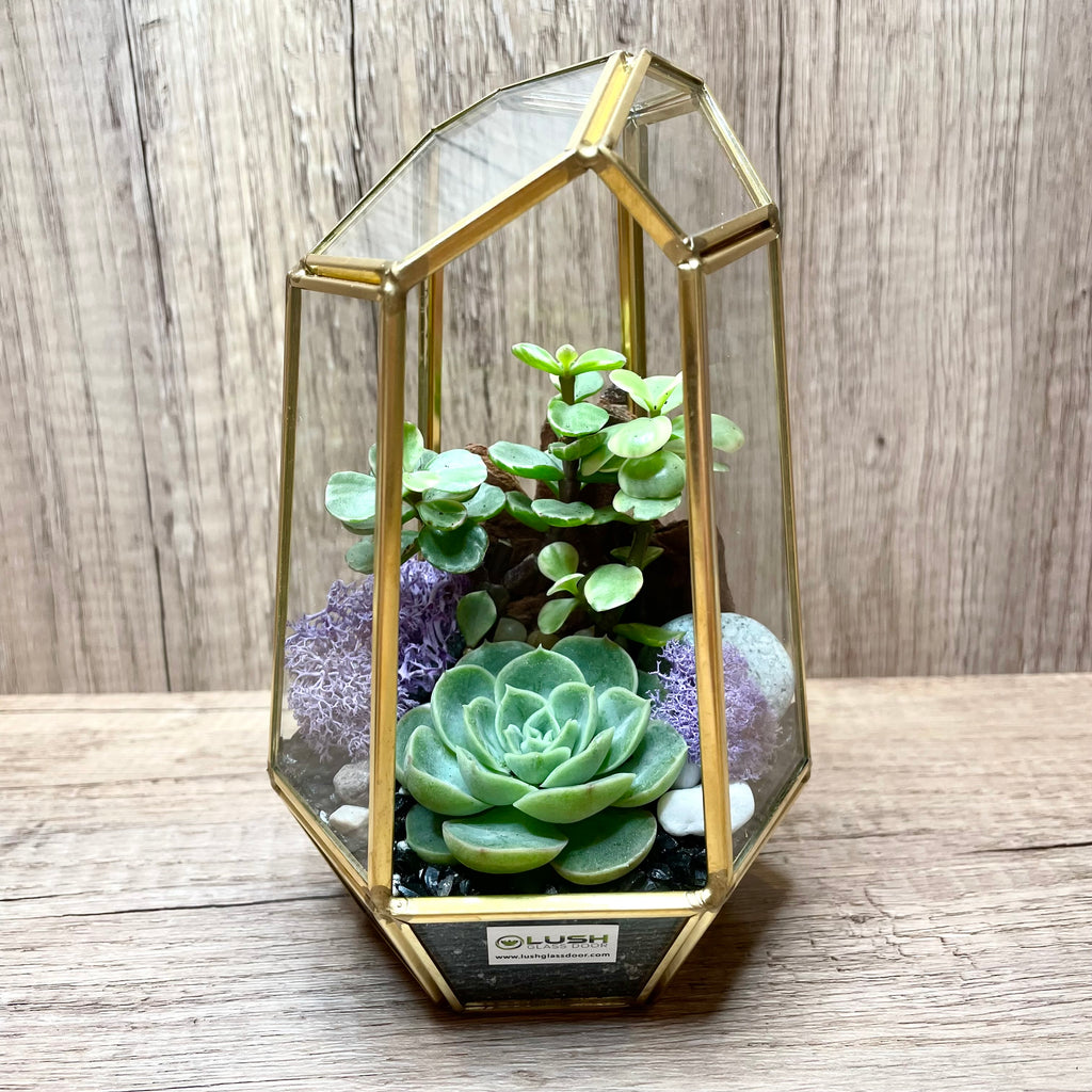 gold terrarium with succulents Customized Fanella Succulents Arrangement in Diamond Shape Geometric Terrarium Created by Lush Glass Door, Singapore's Terrarium One Stop Online Shop