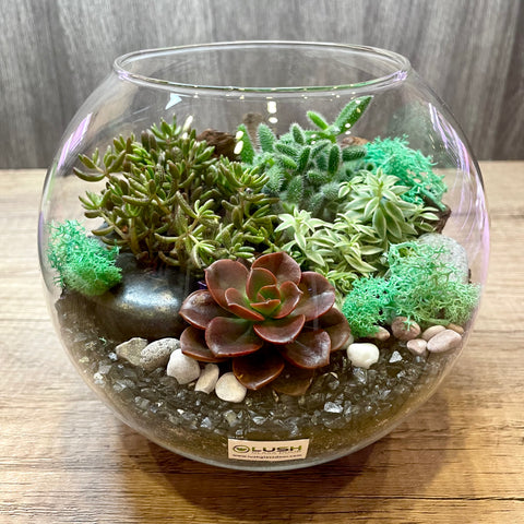 Alexandrina Succulent Bowl Terrarium