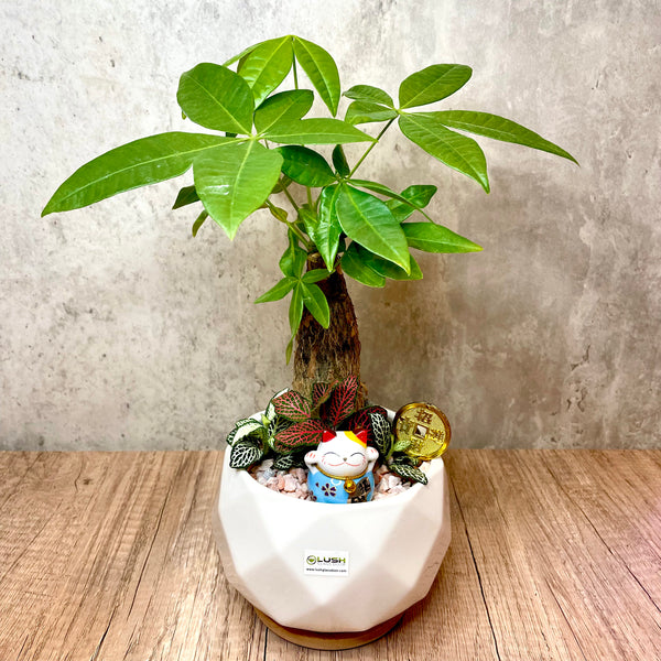 Get Promoted & Get Rich Pachira Pot