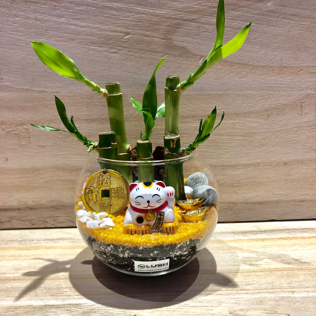 bamboo lucky charm Miles Auspicious Lucky Bamboo Terrarium Created by Lush Glass Door, Singapore's Terrarium One Stop Online Shop