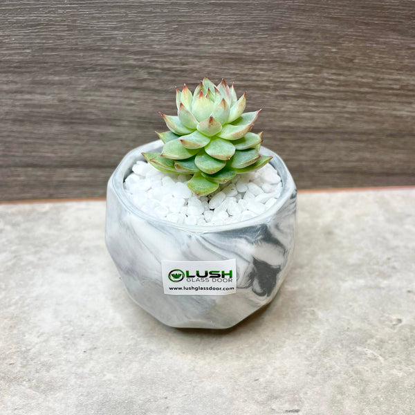 Special Collection! Succulent in Ceramic Marble Veined Pot F