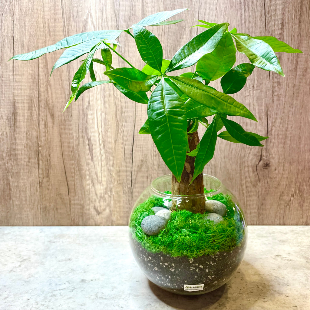 money plant bowl Jairo Prosperous Pachira (Money Plant) Bowl Terrarium Created by Lush Glass Door, Singapore's Terrarium One Stop Online Shop